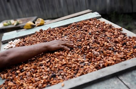Jose Pereira works with cacao beans at Virola-Jatoba PDS in Anapu