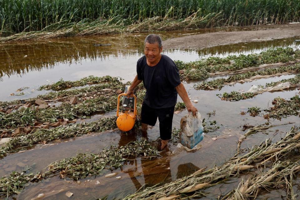 涿州農民8月7日整理被淹沒的玉米田。路透社