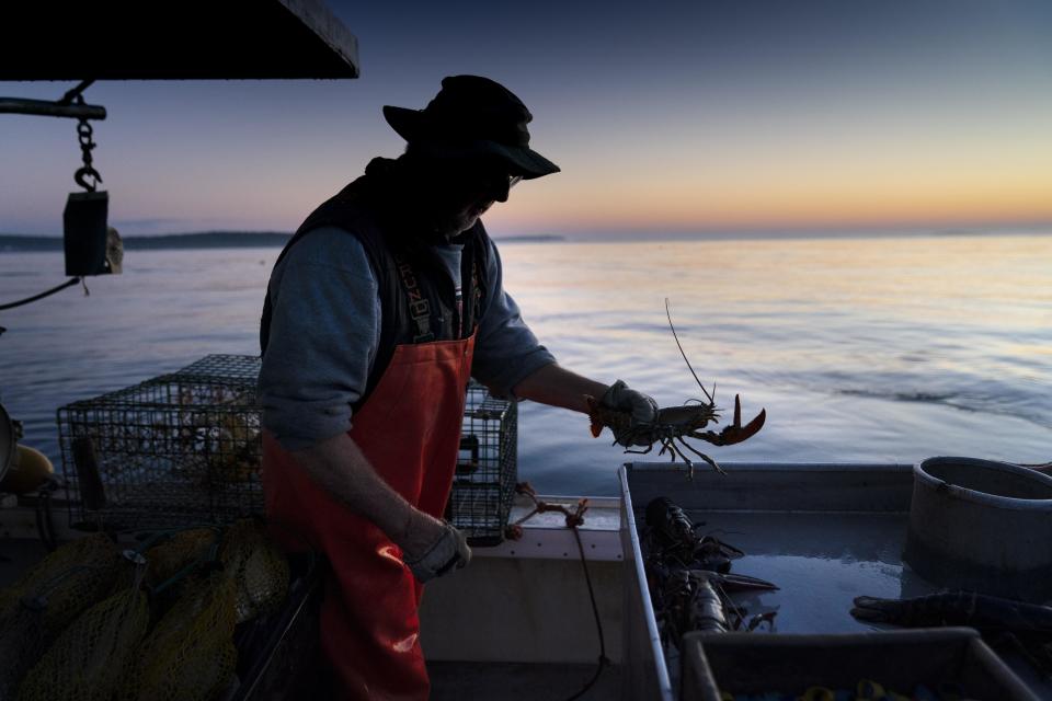 FILE - Max Oliver moves a lobster to the banding table aboard his boat while fishing off Spruce Head, Maine, on Aug. 31, 2021. A congressman from Maine said Wednesday, Oct. 5, 2022, that he will file a proposal to withhold federal money from a California aquarium and conservation group that has recommended seafood consumers avoid buying lobster. (AP Photo/Robert F. Bukaty, File)