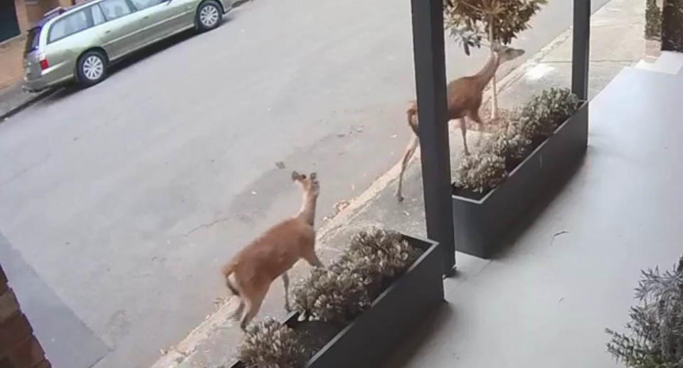 Two deer roam free in Leichhardt in Sydney's inner west. Source: Twitter/Myles Houlbrook-Walk