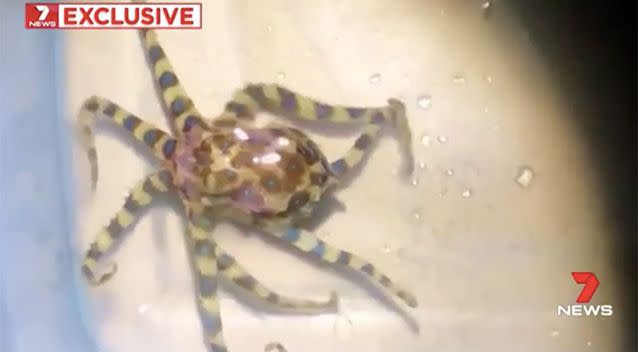 A blue-ringed octopus was found lurking in West Lakes. Source: 7 News