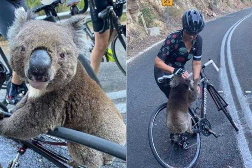 路邊的無尾熊熱到直接爬上人類的自行車討水喝。（圖／翻攝自Facebook／Super Marcos）