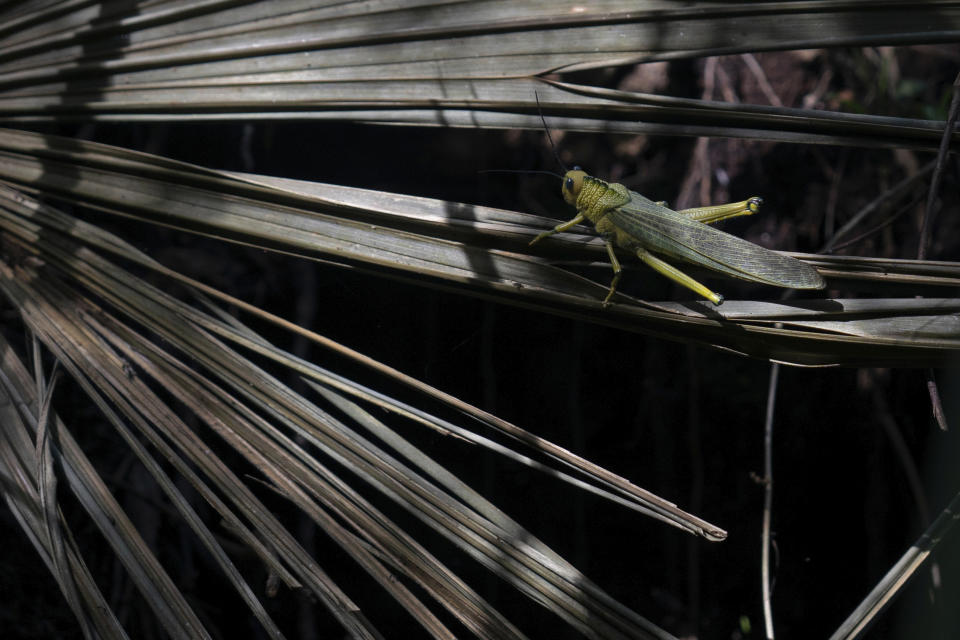 A grasshopper perches on a palm along the route of the Mayan Train in Playa del Carmen, Quintana Roo state, Mexico, Monday, Aug. 2, 2022. This stretch of the train route is controversial because it cuts a more than 68-mile (110-kilometer) swath through the jungle over some of the most complex and fragile underground cave systems in the world, between the resorts of Cancun and Tulum. (AP Photo/Eduardo Verdugo)