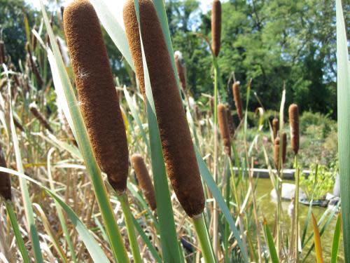 Cattail (Typha sp.)