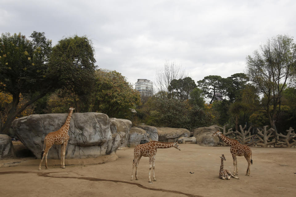 A two-month-old giraffe sits in her enclosure at the Chapultepec Zoo in Mexico City, Sunday, Dec. 29, 2019. The Mexico City zoo is celebrating its second baby giraffe of the year. The female giraffe was unveiled this week after a mandatory quarantine period following her Oct. 23 birth. She will be named via a public vote. (AP Photo/Ginnette Riquelme)