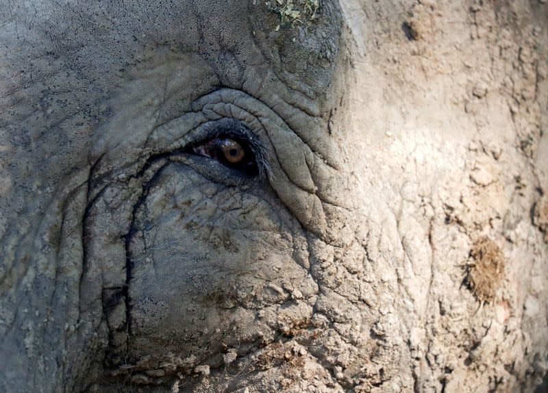 Asian elephant Mara is seen at the former city zoo now known as Ecopark in Buenos Aires