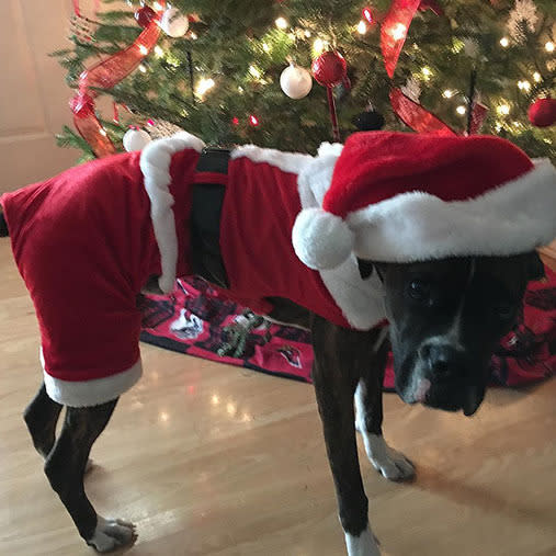 15 furry friends who do not share your Christmas spirit