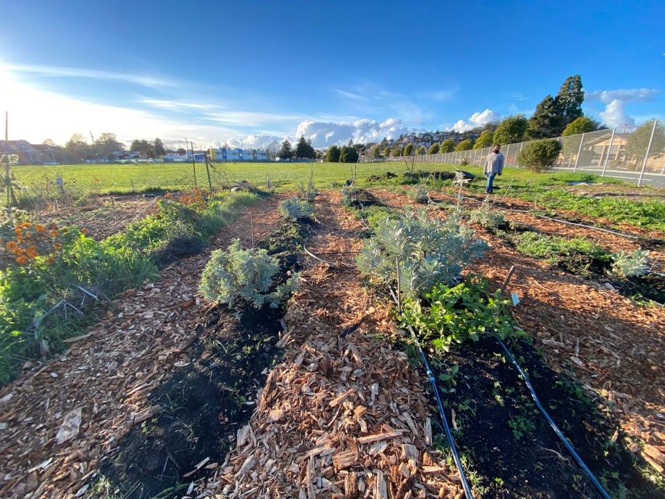 The Sogorea Te' Land Trust Quail Creek community garden.