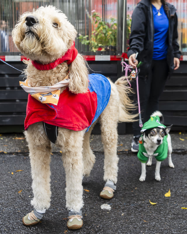 21 Funniest Dog Costumes Ever – InspireMore