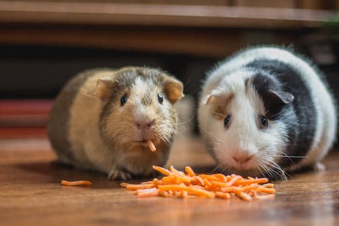   <span class="attribution"><a class="link " href="https://unsplash.com/photos/two-guinea-pigs-eating-carrot-MUcxe_wDurE" rel="nofollow noopener" target="_blank" data-ylk="slk:Bonnie Kittle|Unsplash;elm:context_link;itc:0;sec:content-canvas">Bonnie Kittle|Unsplash</a></span>