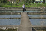 Sujono, a fish farmer, walks between ponds at his farm as he prepares to feed catfish in Belitang, South Sumatra, Indonesia, Sunday, July 23, 2023. The Indonesian government plans to establish over 100 aquaculture “villages” around the country that are designed to reduce the environmental impact of fish farming and expand production. (AP Photo/Dita Alangkara)