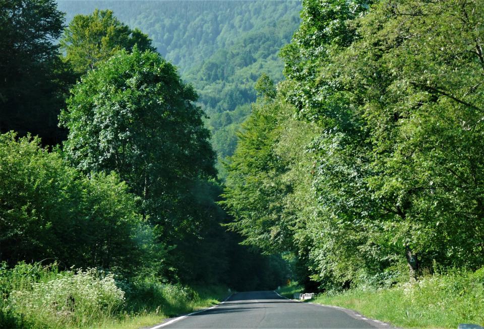 Thick dark forests line the highways in Romania.