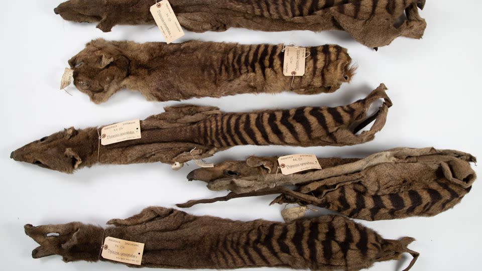 Shown here are the five thylacine skins Morton Allport sent to the University Museum of Zoology, Cambridge, in 1869 and 1871. - University of Cambridge