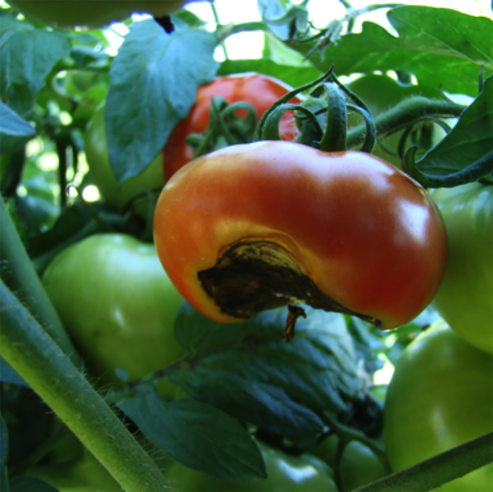 Blossom-end rot on a tomato.