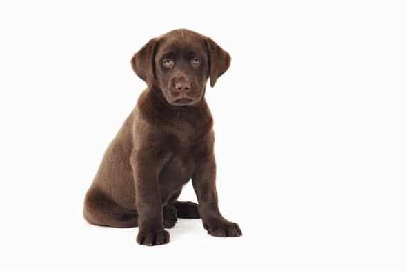 Chocolate Labrador Retriever puppy