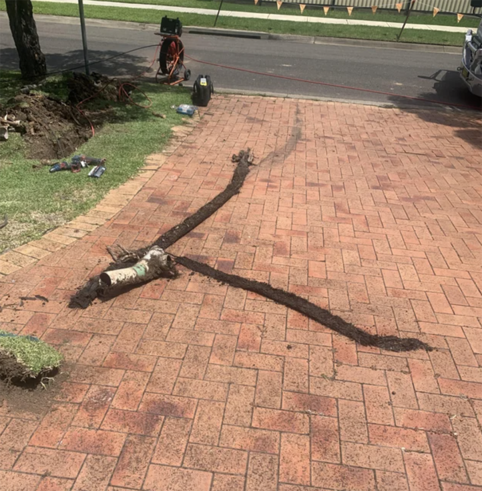 The tree's roots from the blocked stormwater drain on the man's driveway and the hole in the grass in the background. 