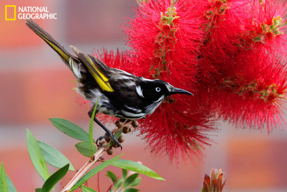 The New Holland honeyeater (Phylidonyris novaehollandiae) is a honeyeater species found throughout southern Australia. (Photo and caption Courtesy Gordon Fellows / National Geographic Your Shot) <br> <br> <a href="http://ngm.nationalgeographic.com/your-shot/weekly-wrapper" rel="nofollow noopener" target="_blank" data-ylk="slk:Click here;elm:context_link;itc:0;sec:content-canvas" class="link ">Click here</a> for more photos from National Geographic Your Shot.