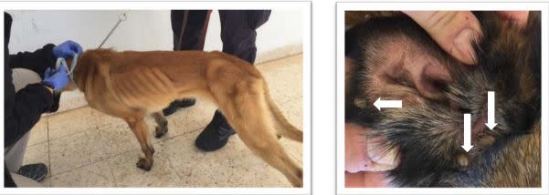 An underweight canine, left, and a dog's ear covered with engorged ticks are seen in photos taken in Jordan in April 2018. (Photo: oversight.gov)