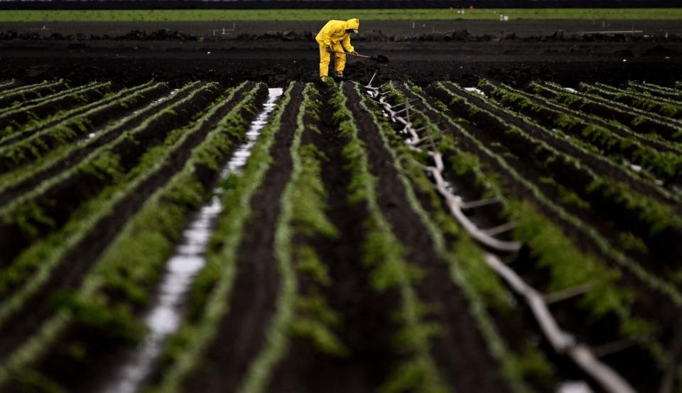 A farmworker clears a drain