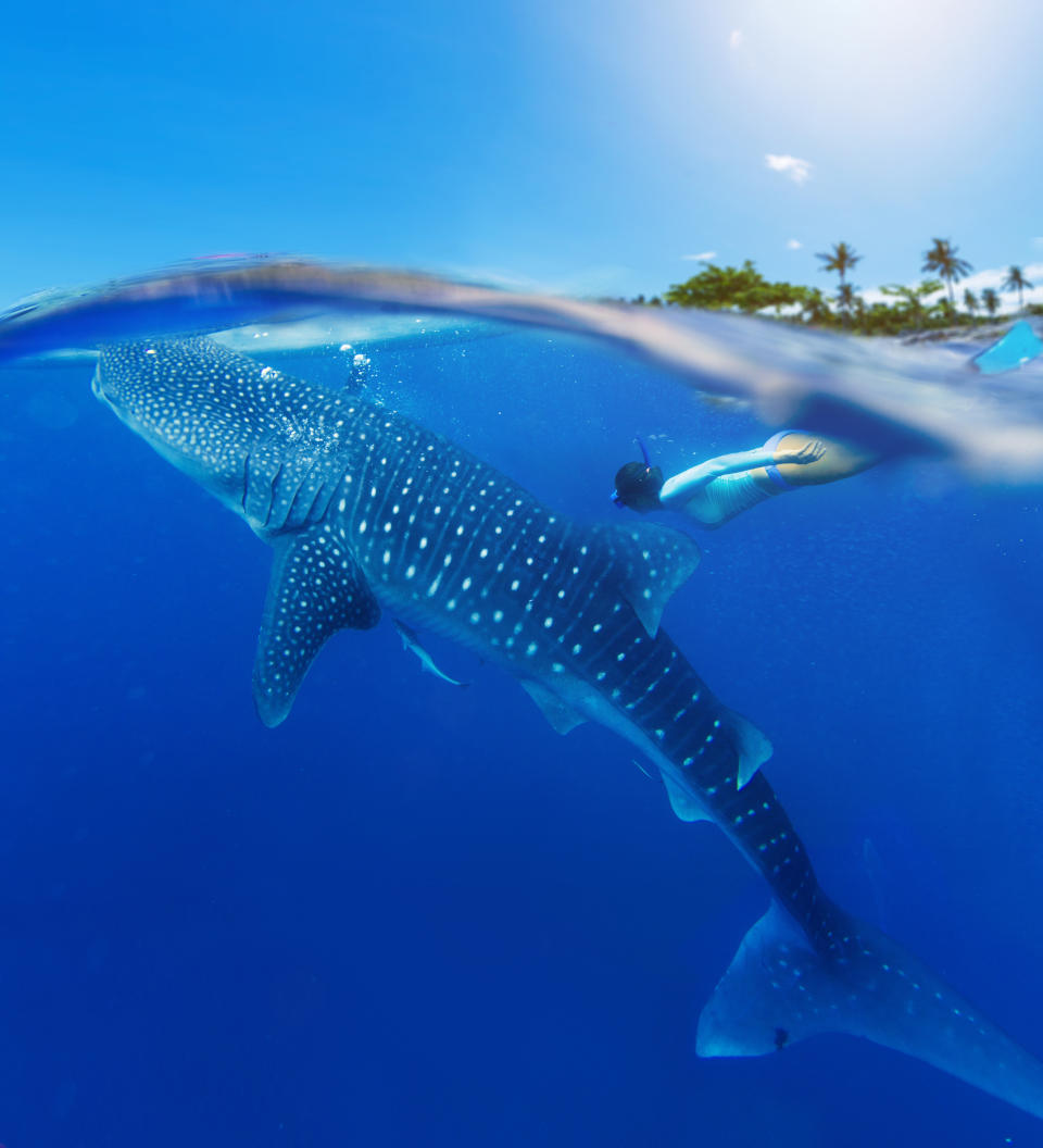 A person swimming near a whale shark in clear blue water with palm trees and blue sky in the background