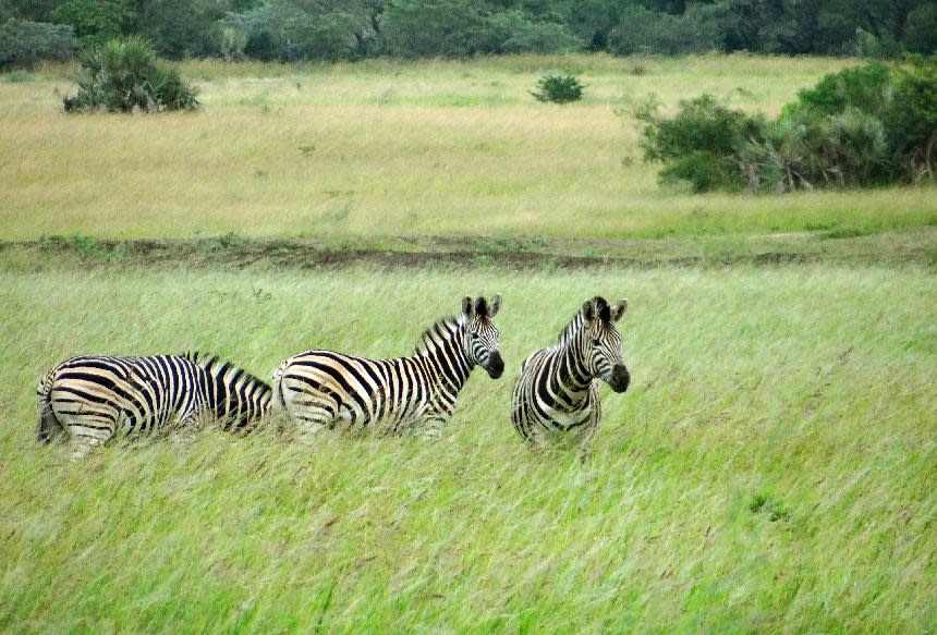 This April 2012 photo shows three zebras grazing in the Phinda Private Game Reserve, near the town of Hluhluwe, in Kwazulu-Natal province, South Africa. Phinda’s luxury lodges are spread over 56,000 acres and seven habitats, from the savanna to the unique sand forest. Rangers take visitors on drives to observe the Big Five (Cape buffalo, elephant, leopard, lion and rhino) and other animals roaming freely in protected open spaces. (AP Photo/Matthew Craft)