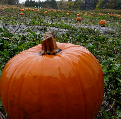 Visit A Pumpkin Patch