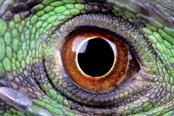 Green dragon eye