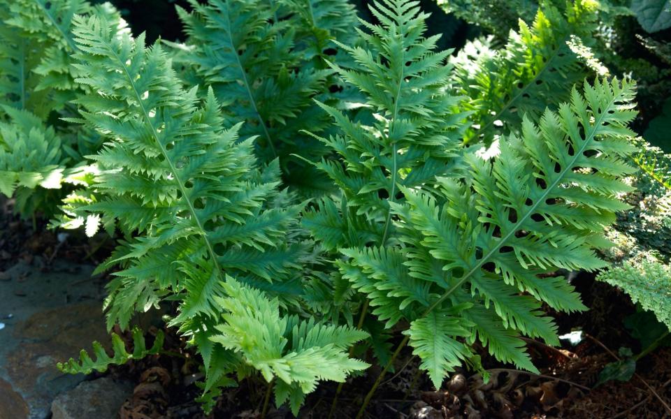 Polypodium cambricum 'Richard Kayse' - Gap Photos