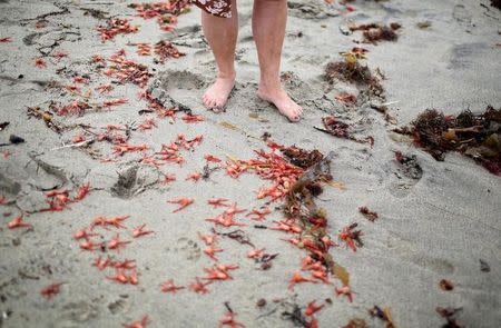 Thousands of red tuna crabs are shown washed ashore in Dana Point, California June 17, 2015. REUTERS/Sandy Huffaker/Files