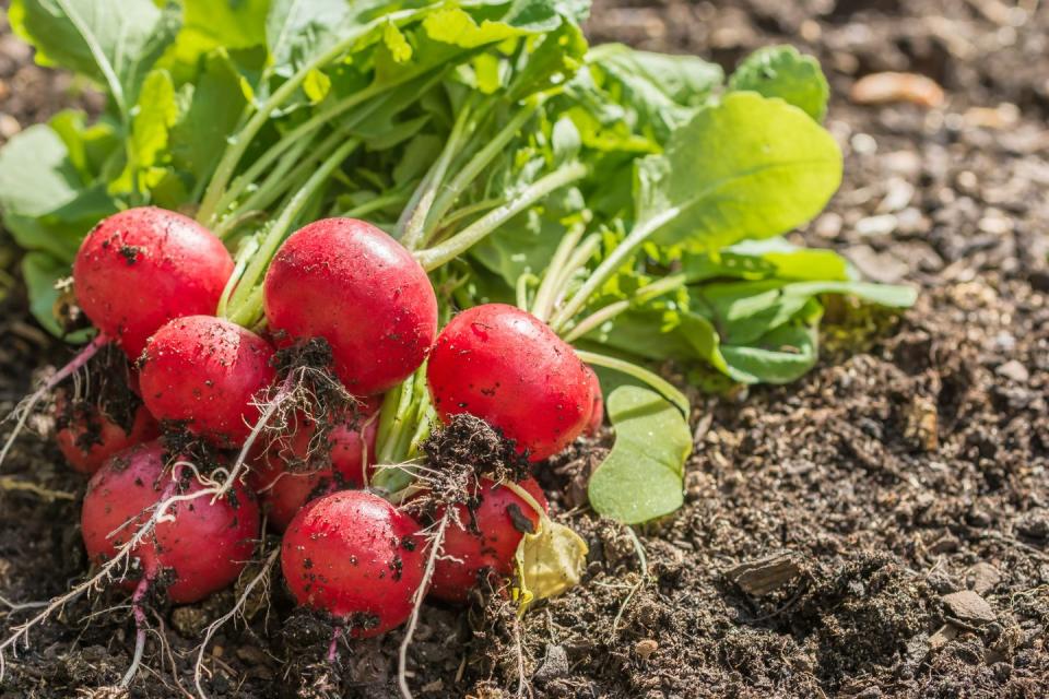 best vegetables to grow radishes