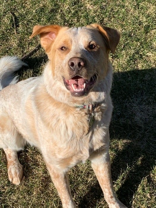 a medium-sized happy dog hanging out in the sun