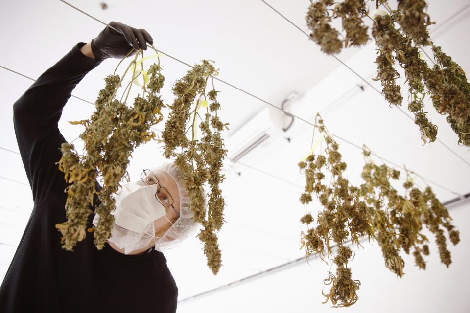 Director of Quality Assurance Thomas Shipley inspects drying marijuana plants before they are processed for shipping at Tweed Marijuana Inc in Smith’s Falls, Ontario. (Reuters)