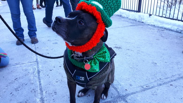 Montreal goes green for annual St. Patrick's Day parade