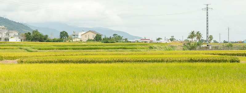 台東關山｜初桃咖啡