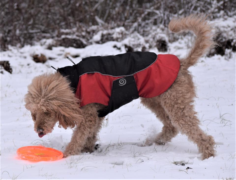 Juliette, a playful poodle from Pittsburgh, didn't let the cold and snow stop her from enjoying some winter fun this morning at Lake Buckhorn, south of Millersburg. The temperature dropped 20 degrees to 22 between 2 a.m. and 6 a.m. today.
