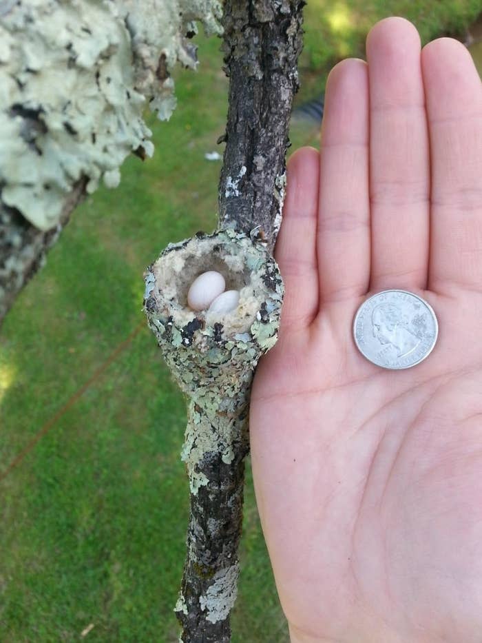 A hand holding a quarter next to a hummingbird nest containing eggs smaller than the coin