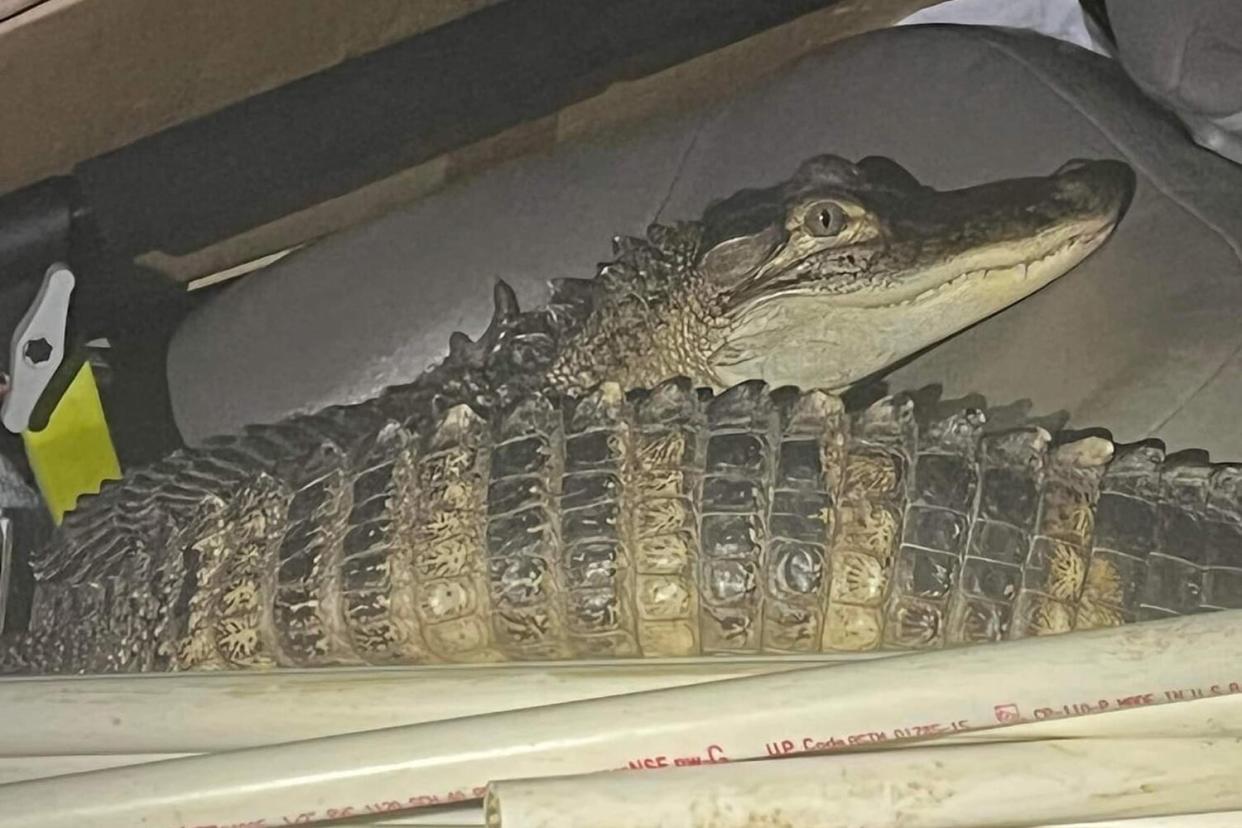 alligator found after high speed chase