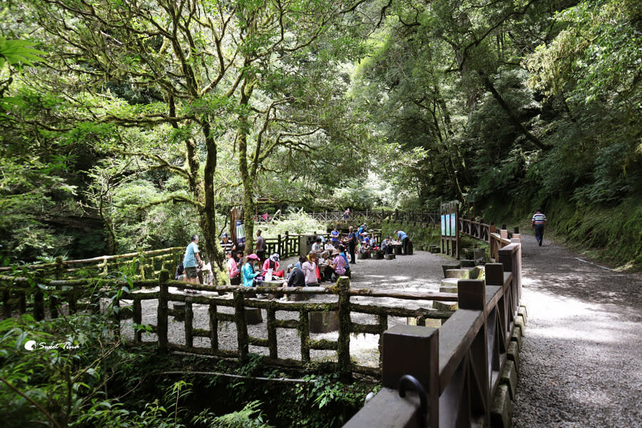 拉拉山巨木群步道