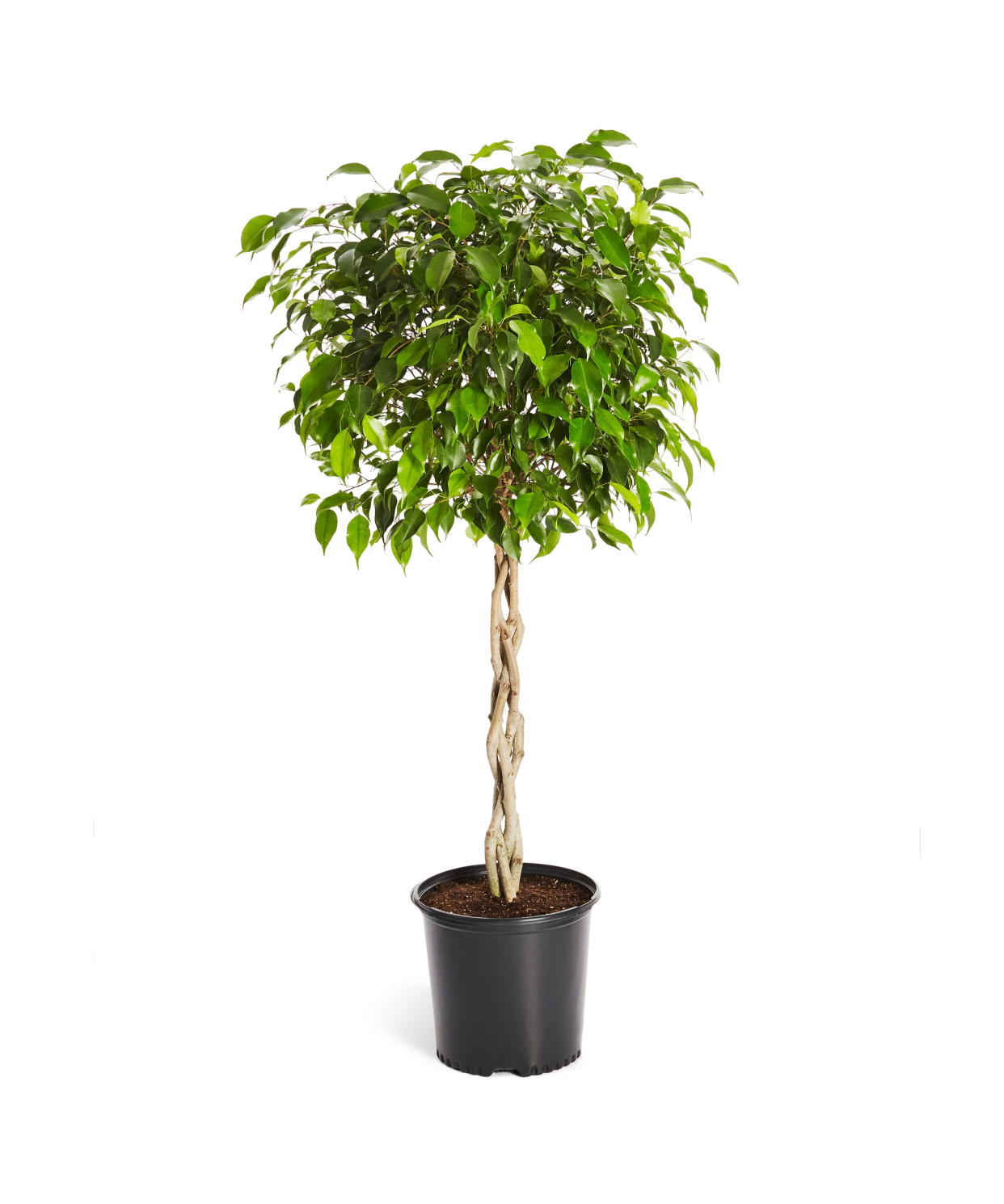 <p><a href="https://go.redirectingat.com?id=74968X1596630&url=https%3A%2F%2Fwww.walmart.com%2Fip%2FBenjamina-Ficus-Tree-Popular-Indoor-Houseplant-Cannot-Ship-to-AZ%2F347908955&sref=https%3A%2F%2Fwww.housebeautiful.com%2Flifestyle%2Fgardening%2Fg2628%2Flow-light-houseplants%2F" rel="nofollow noopener" target="_blank" data-ylk="slk:Shop Now;elm:context_link;itc:0;sec:content-canvas" class="link rapid-noclick-resp">Shop Now</a></p><p>Benjamina Ficus Tree</p><p>walmart.com</p><p>$99.99</p><span class="copyright">Brighter Blooms</span>