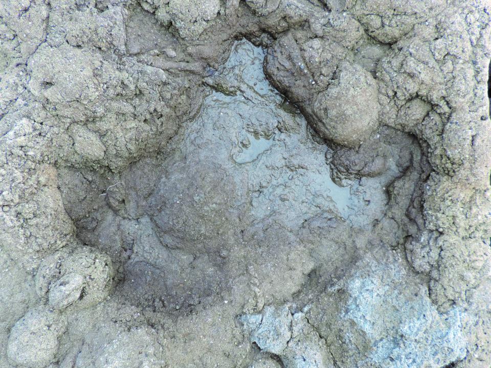 A large ornithopod footprint found in the rocks near Folkestone, Kent (PA)