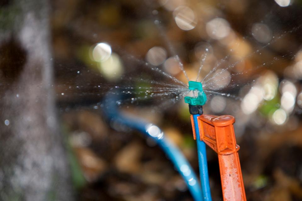 Microjet irrigation for citrus trees.