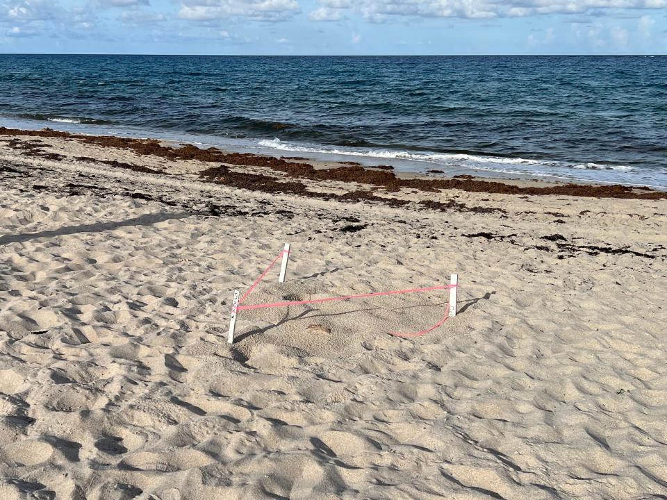 A white sand beach with some seaweed at the short and three white posts with red string marking the nest of a sea turtle.