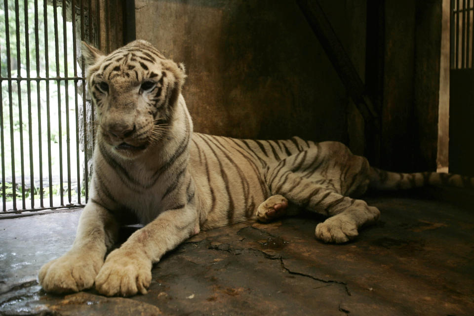 In this Saturday, March 10, 2012 photo, a bengal white tiger which is missing an ear and suffers from a spinal problem lays inside a cage at the quarantine section of Surabaya Zoo in Surabaya, East Java, Indonesia. Indonesia's biggest zoo, once boasting one of the most impressive and well cared for collections of animals in Southeast Asia, is struggling for its existence following reports of suspicious animal deaths and disappearances of endangered species. (AP Photo/Trisnadi)