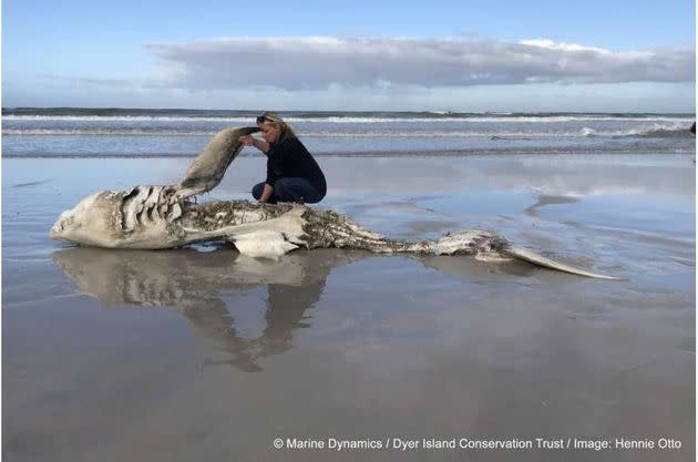 Photo d'une carcasse d'un grand requin blanc échouée suite à une attaque d'orque. (Photo: Hennie Otto / Marine Dynamics/Dyer Island Conservation Trust)