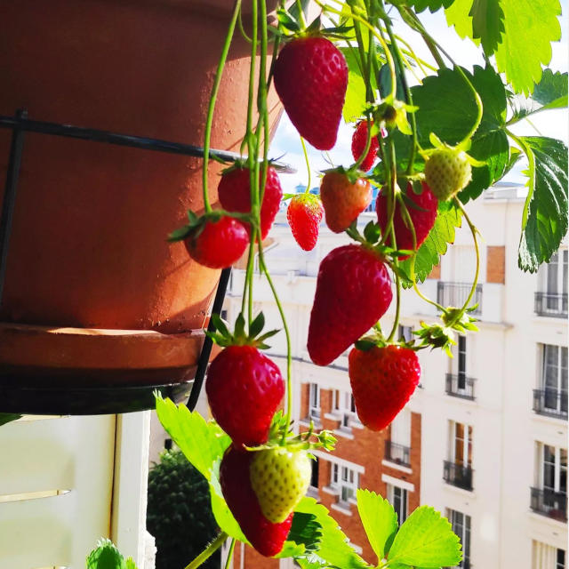 8 comptes Instagram à suivre pour les amateurs de plantes, Shake My Blog