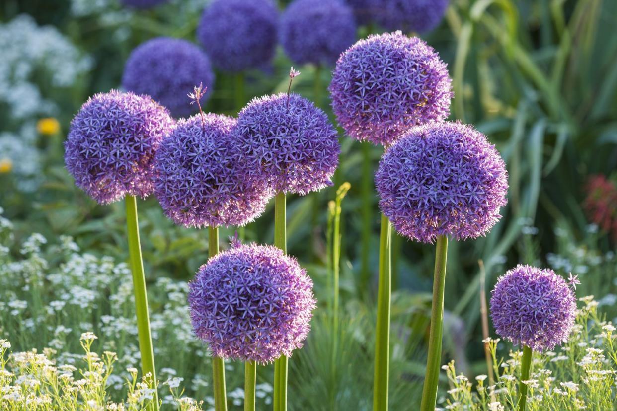 rhs garden, wisley, surrey allium globemaster onion, bulb, purple