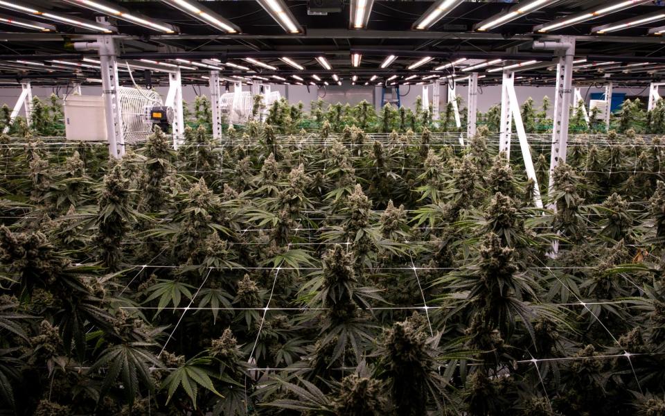 Flowering cannabis plants are pictured in the grow room at Wy'east Oregon Gardens in Portland - ALISHA JUCEVIC 
