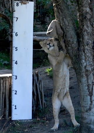 An Asiatic lioness looks for food next to a measuring stick placed during the annual weigh-in at London Zoo, London