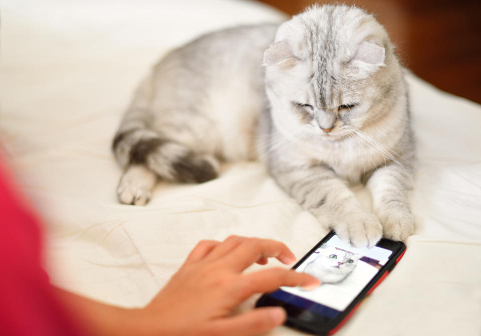 Eine App soll übersetzen, was unsere Katzen uns sagen möchten. (Bild: Getty Images)