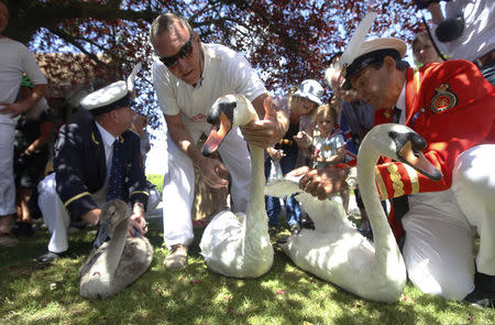 The Queen's Swan Marker David Barber (R) and other swan uppers inspect a swan during the annual Swan Upping ceremony on the River Thames between Shepperton and Windsor in southern England July 14, 2014. REUTERS/Luke MacGregor